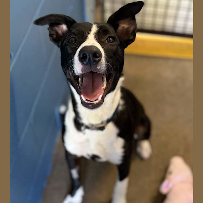 Photo of Otis
