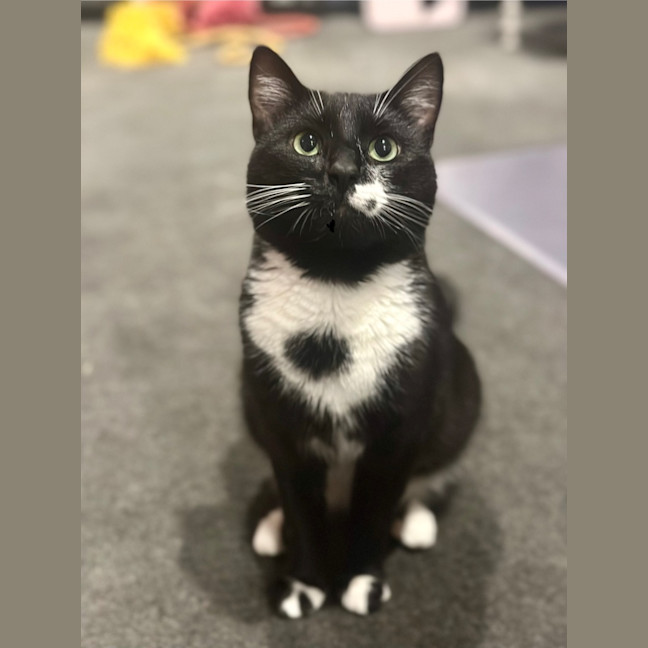 Photo of Lord Purrington 🙌🔥