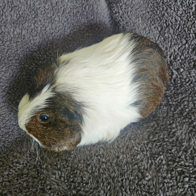 Photo of Muffin 