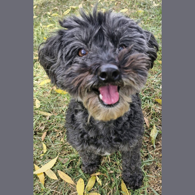 Photo of Corriander & Cilantro