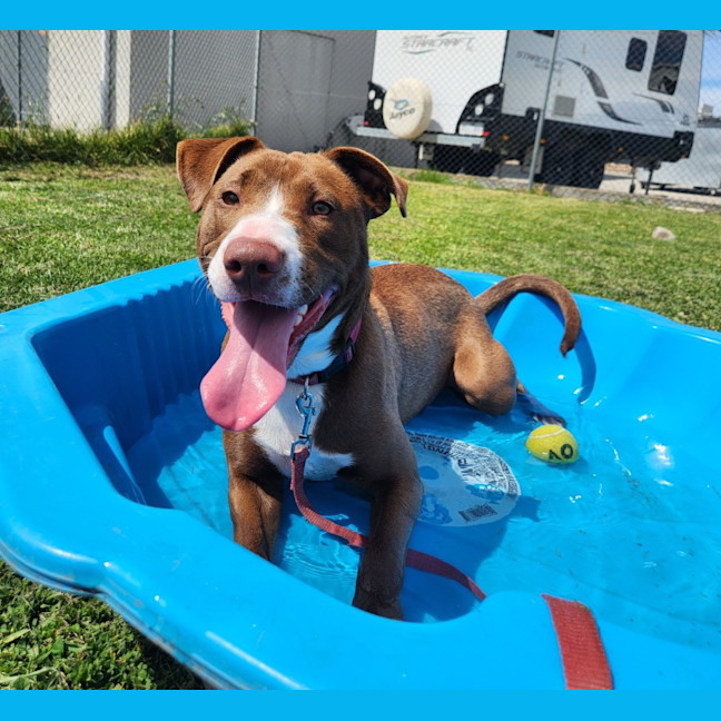 Photo of Polly (64374)