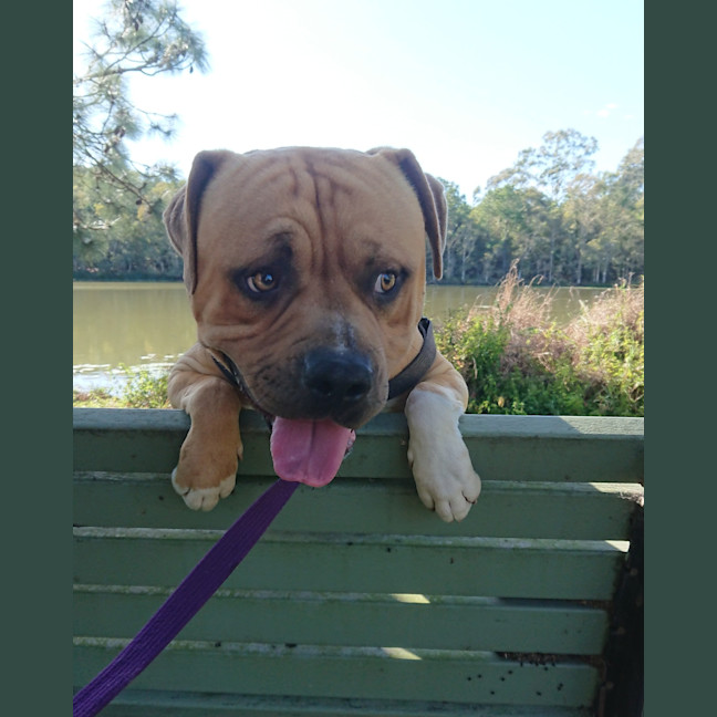 Photo of Barney