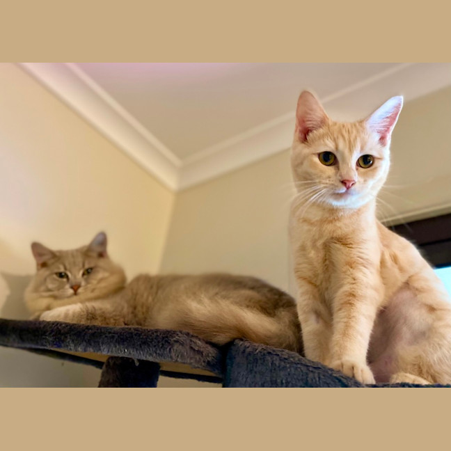 Photo of Benny & Goldie