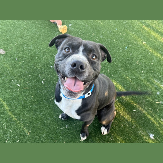 Photo of Oreo Imp 1435