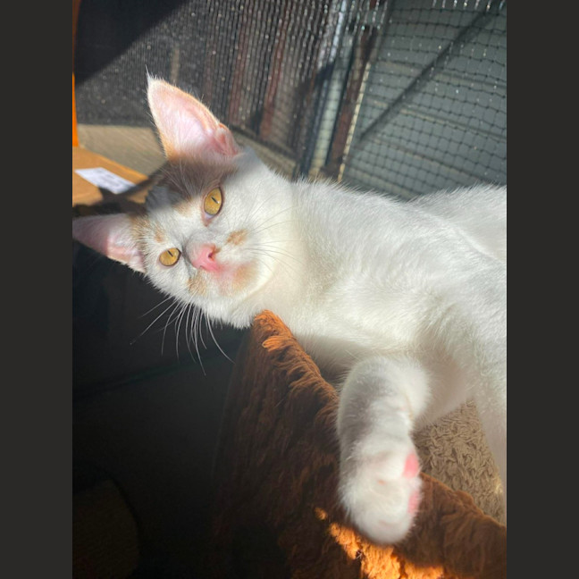 Photo of Caramel