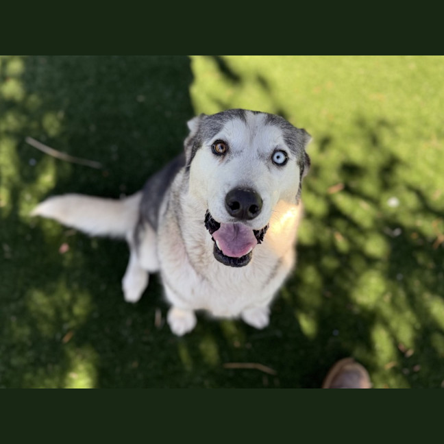 Photo of Luna Imp 931