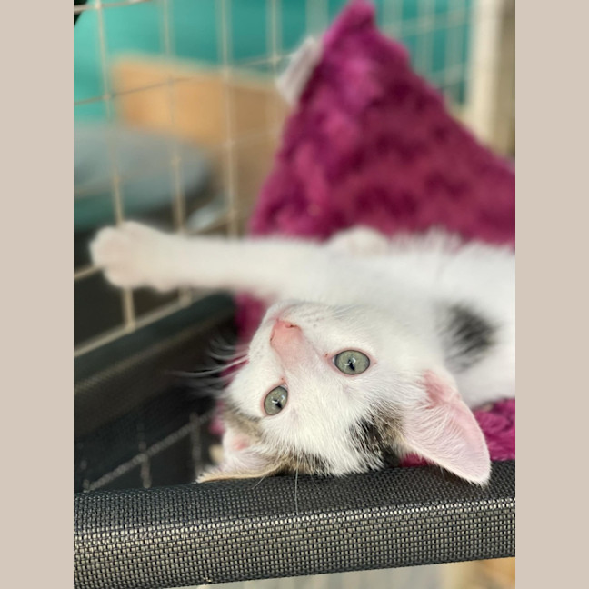 Photo of Hassan**2nd Chance Cat Rescue**