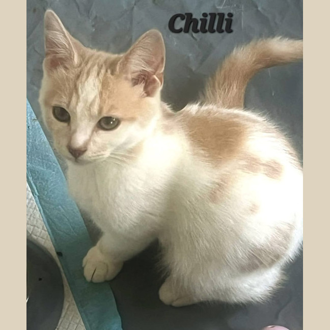 Photo of Chilli
