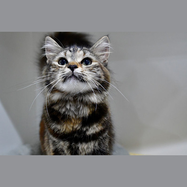 Photo of Tika Meowsala