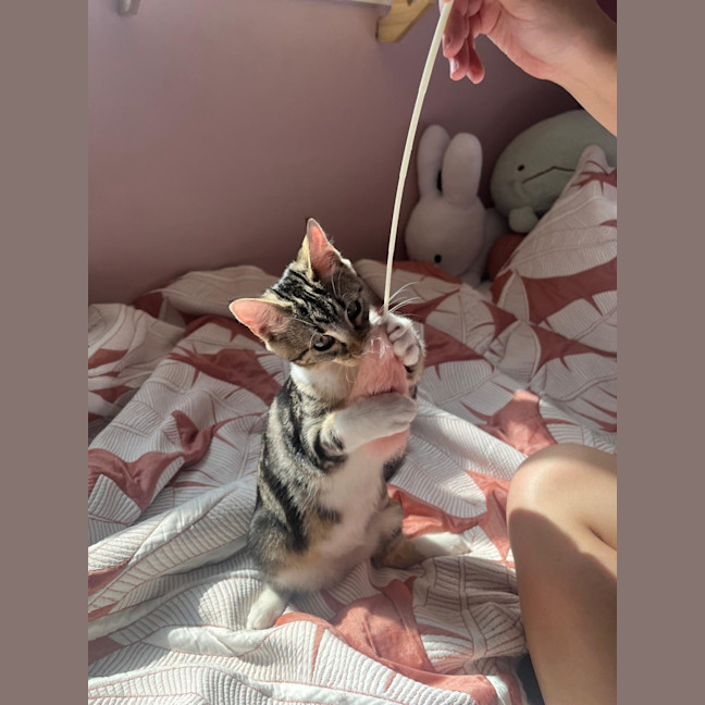 Photo of Nutmeg