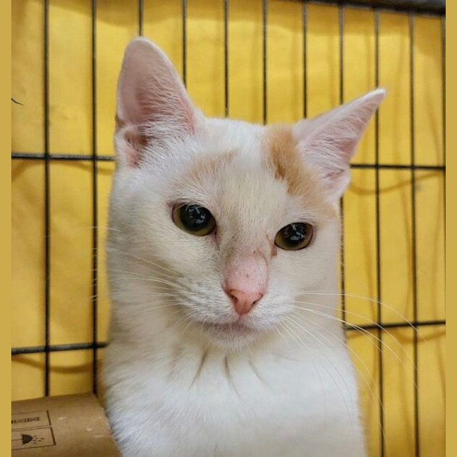 Photo of Chester
