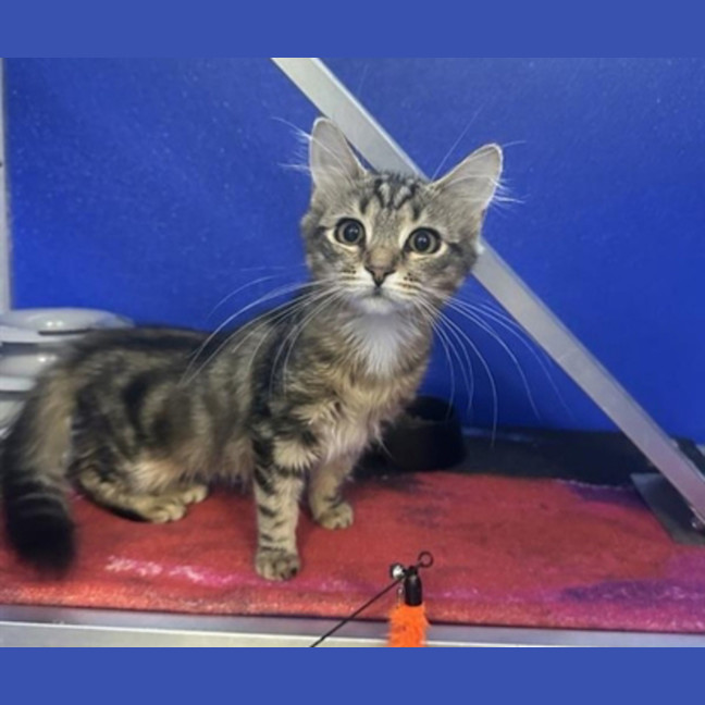 Photo of Missy