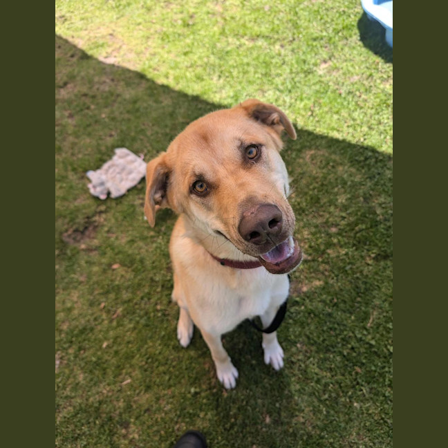 Photo of Gypsy
