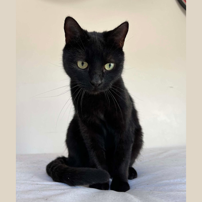 Photo of Velvet 