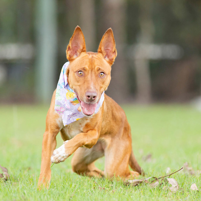Photo of Nova