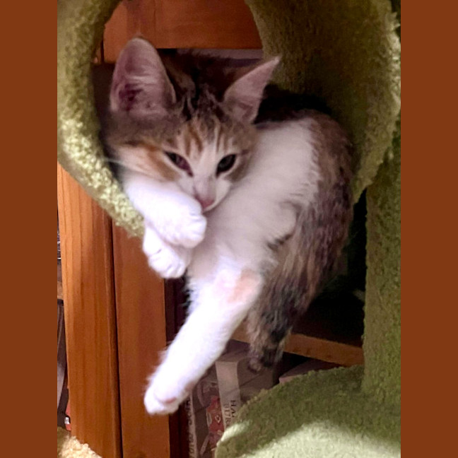 Photo of Kit Kat