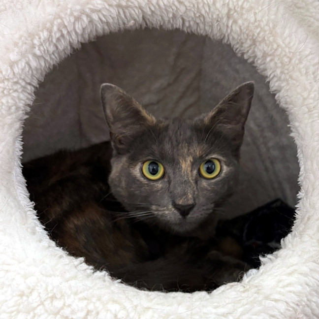 Photo of Princess Cookie Sua013255