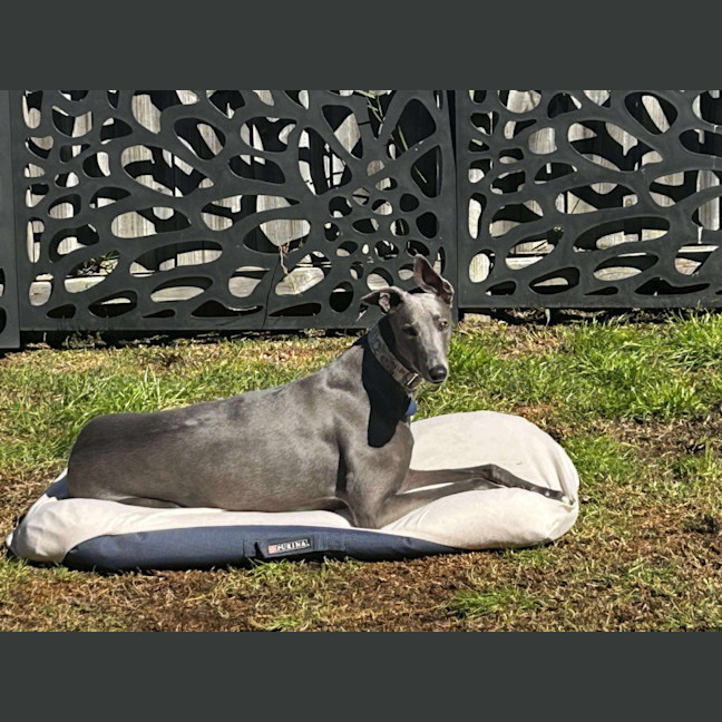 Photo of Hodgie The Greyhound