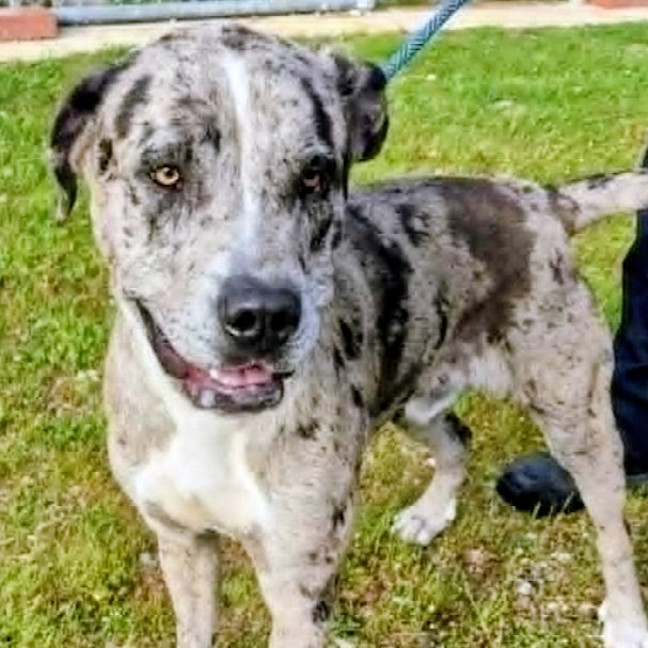Photo of Patch