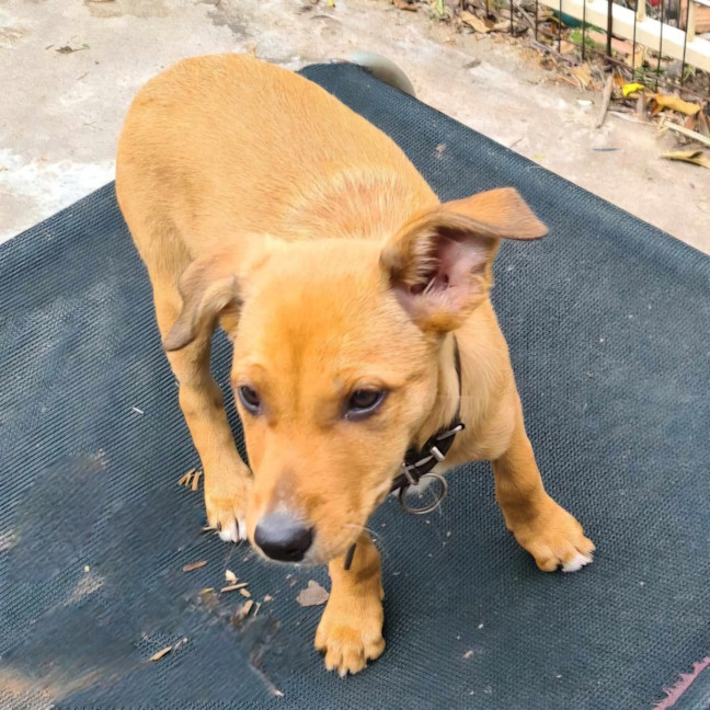 Photo of Lady Mcbeth