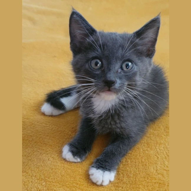 Photo of Quill