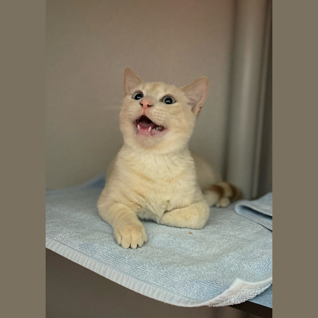 Photo of Timon