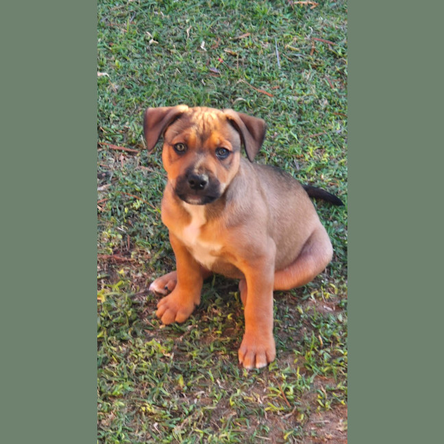 Photo of Schnitzel