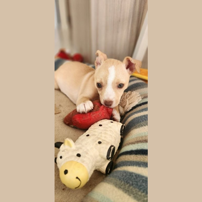 Photo of Matisse   8 Week Old Maltese X