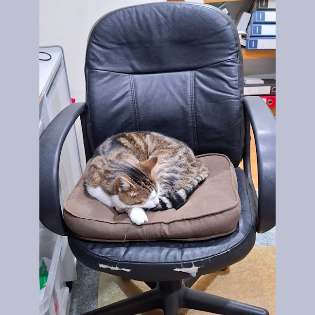 Photo of Little Girl