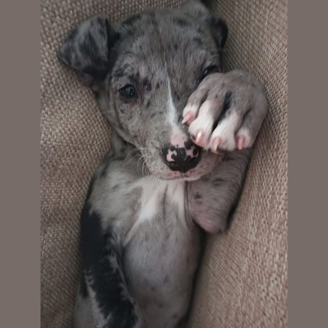 Photo of Opie 