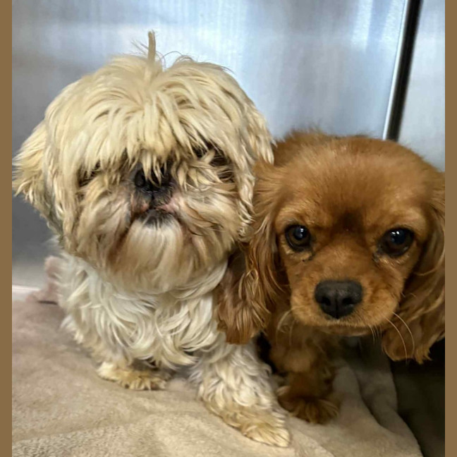 Photo of Molly & Milly