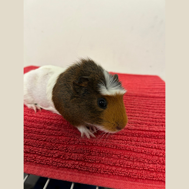Photo of Tulip