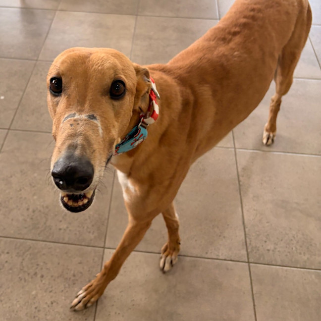 Photo of Braveheart The Greyhound