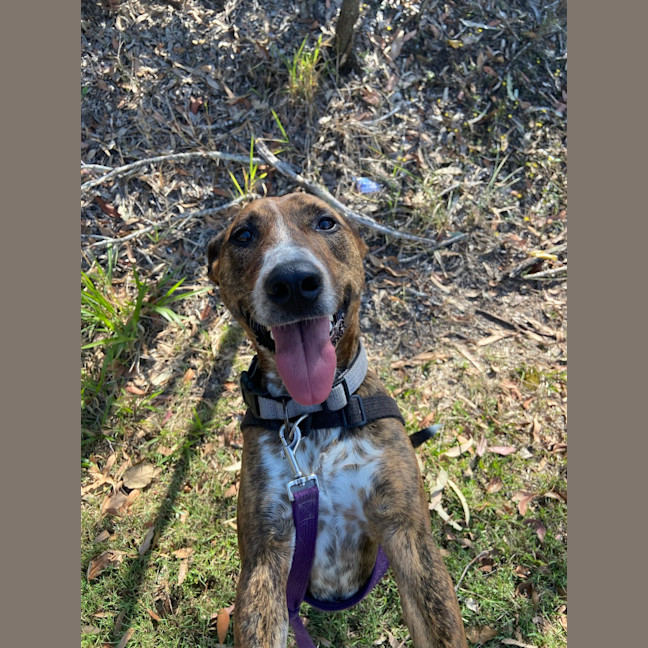 Photo of Honey