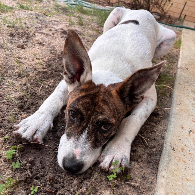 Photo of Missy