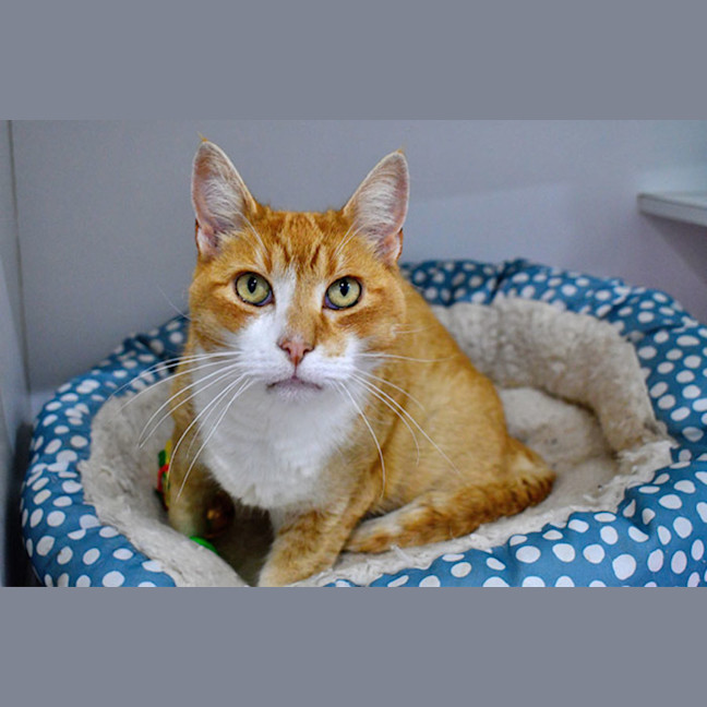 Photo of Dorian Grey