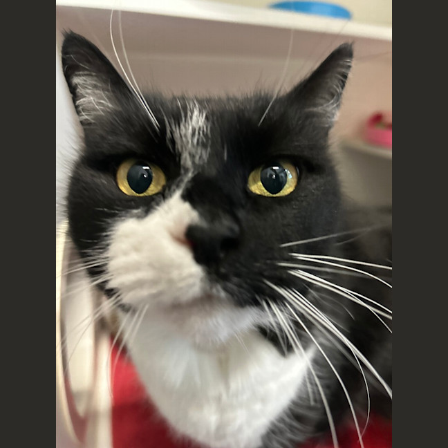 Photo of Oreo