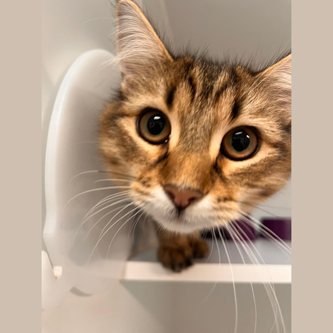 Photo of Blossom 