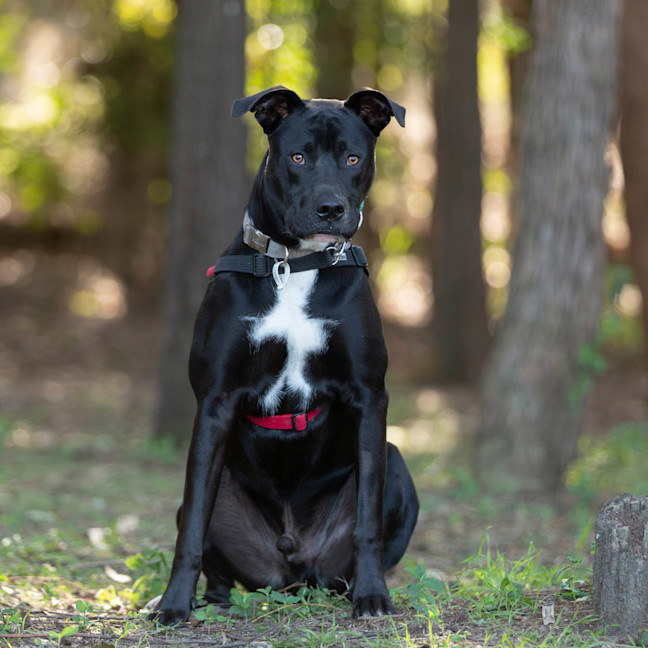 Photo of Onyx