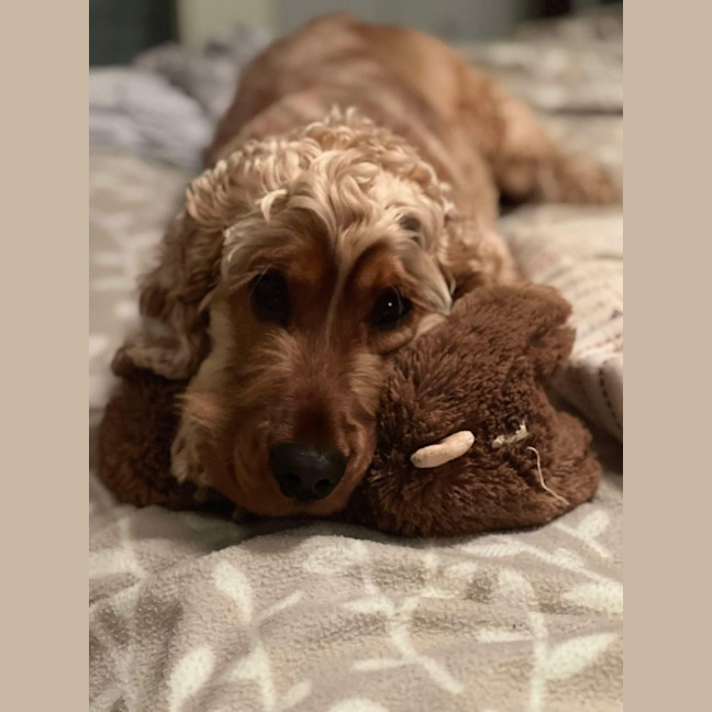 Photo of Alfie  Your New Best Friend! 