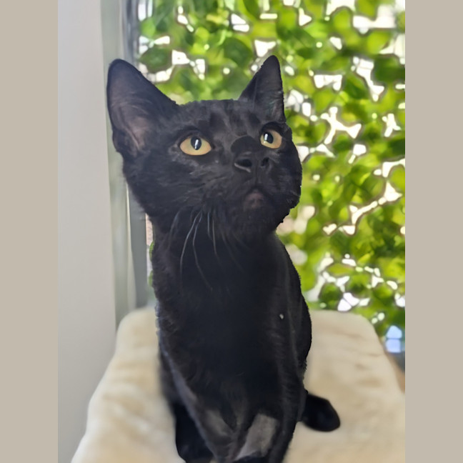 Photo of 🍳 Scramble 5731 🍳