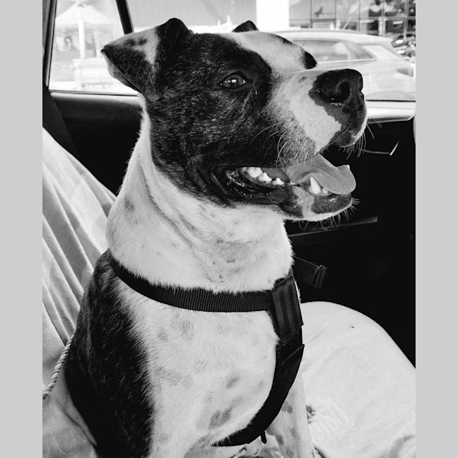 Photo of Bruno