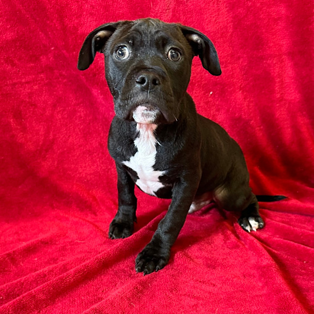 Photo of Diesel