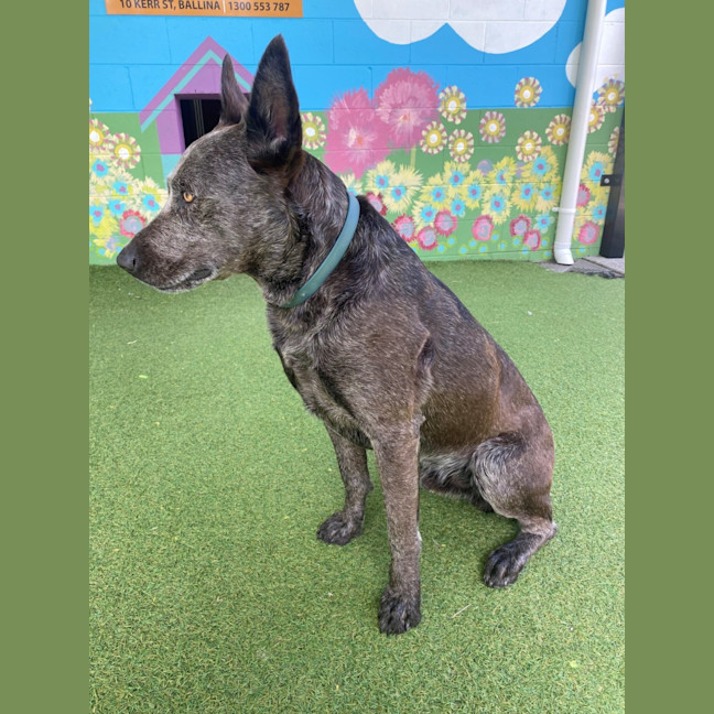 Photo of D1046 Diesel