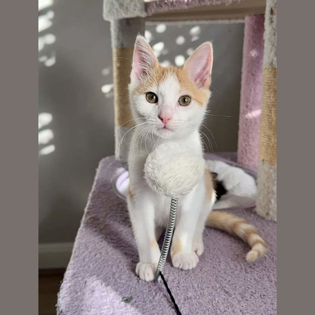 Photo of Lil'guine