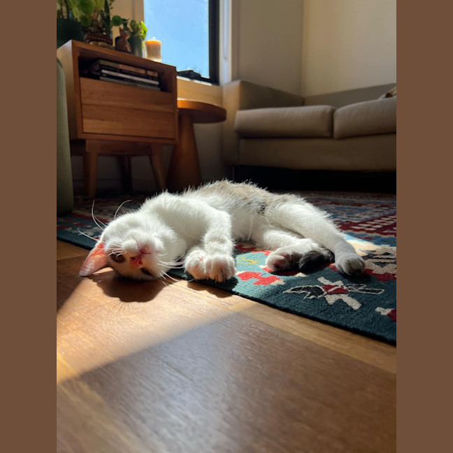 Photo of Owen   Located In Northcote