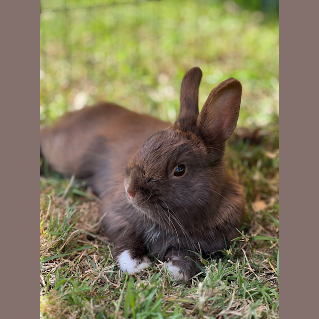 Photo of Chocky Bun