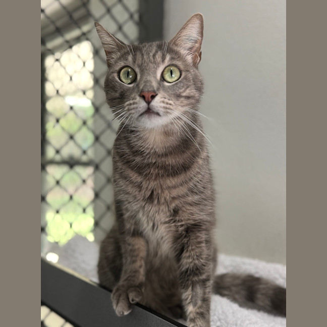 Photo of Cream Cheese