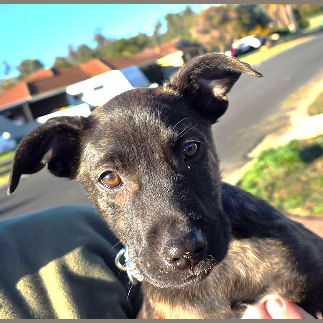 Photo of Clementine