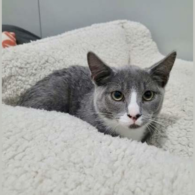 Photo of Percival